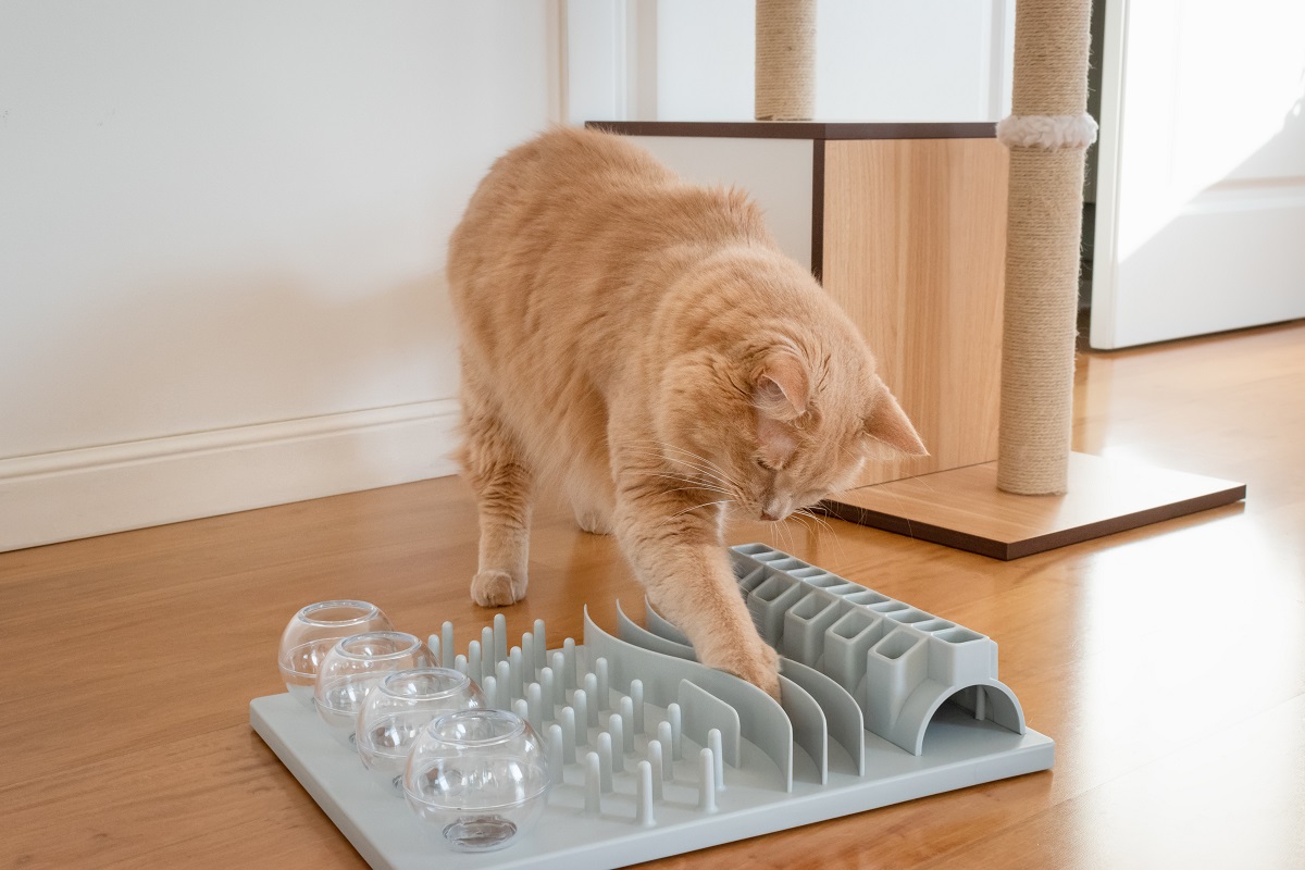 Søt katt som leker med interaktiv katteleke