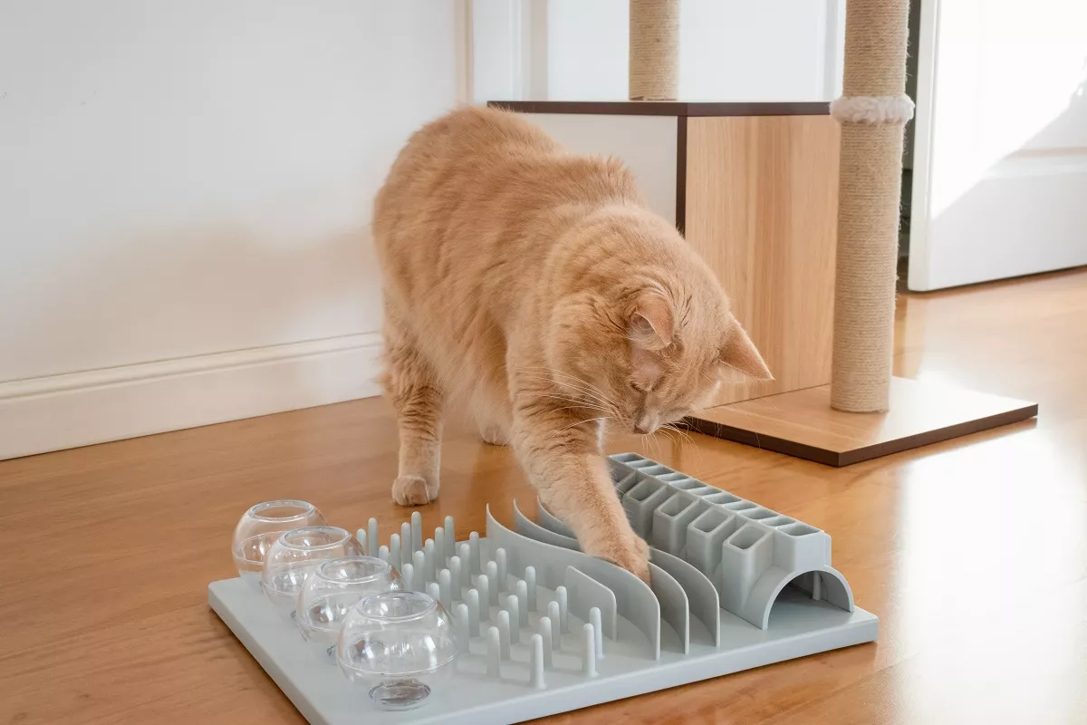 Søt katt som leker med interaktiv katteleke