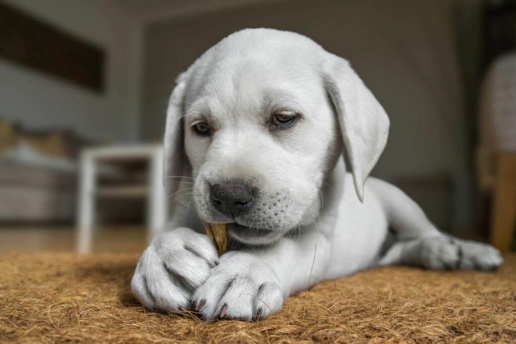 Liten valp som tygger på et hundebein Fôring av valp med tørrfôr og godbiter