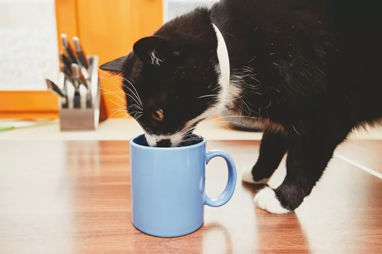 nysgjerrig katt som drikker melk