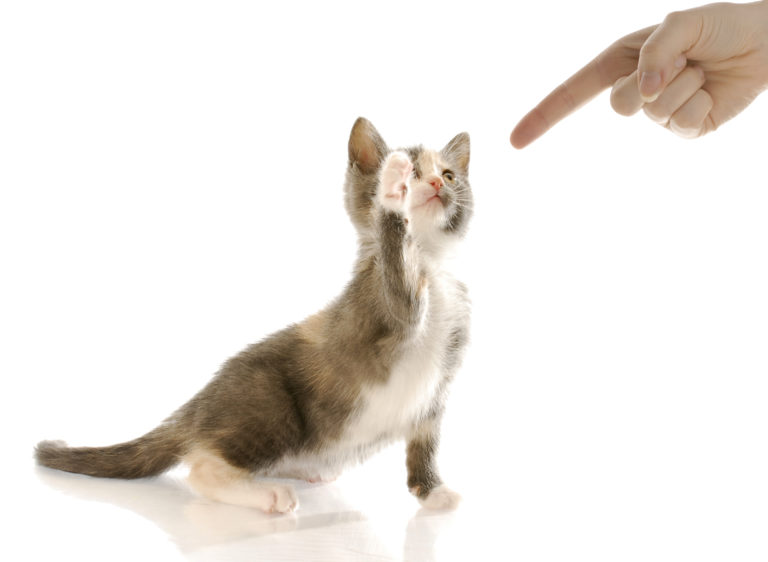 Lekende kattunge Lekende kattunge