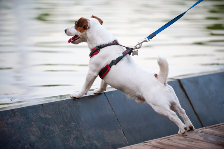 Hund med hundesele Hund med hundesele
