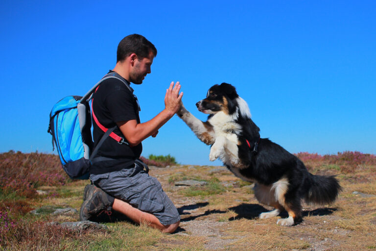 Man and dog high five menneske hund