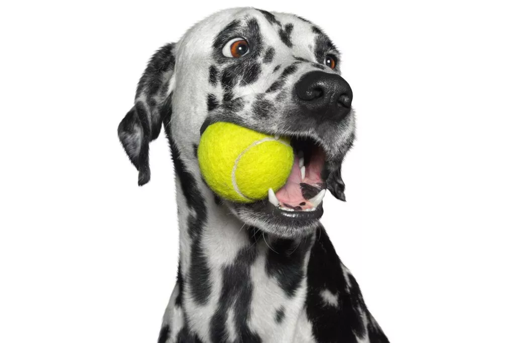 Hund som leker med gul ball