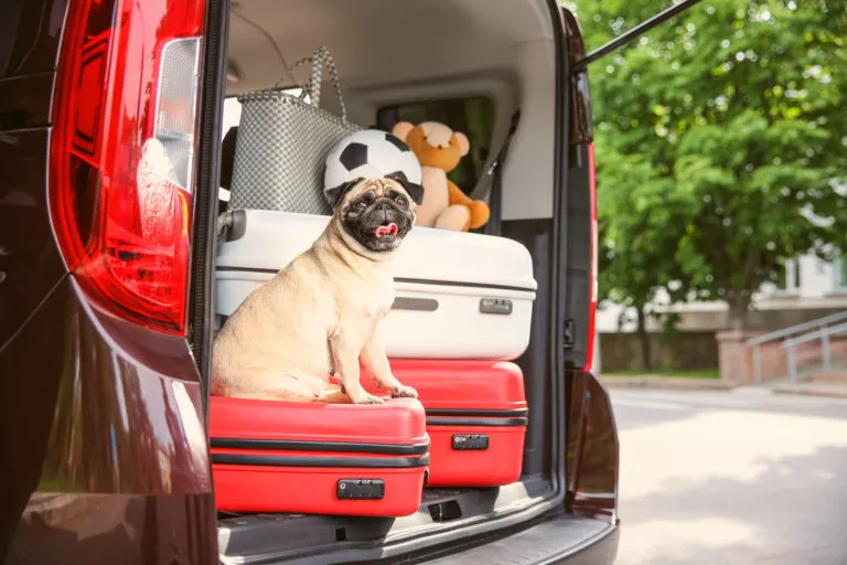 Mops i bagasjerommet på en bil