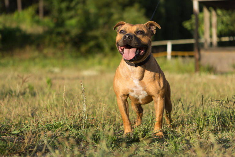 Staffordshire bullterrier utendørs