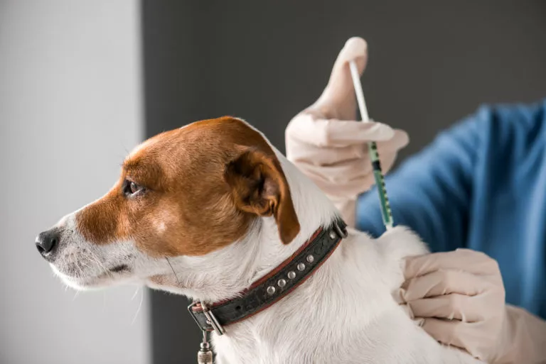 Hund som får vaksine