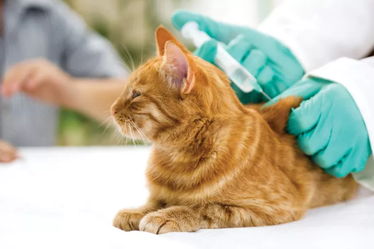 Katt som får vaksine av veterinæren