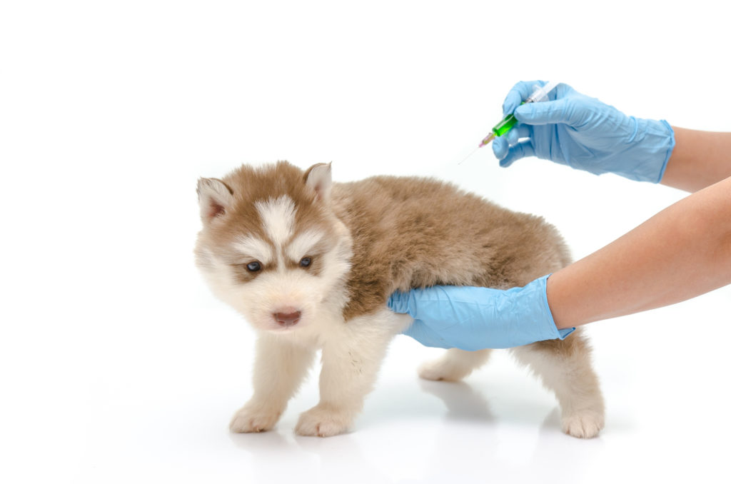 Veterinær gir vaksine til en valp