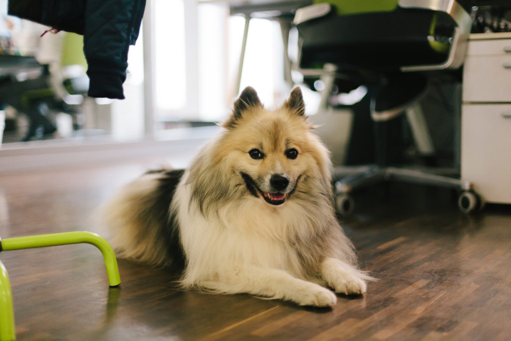zooplus bürohund 1