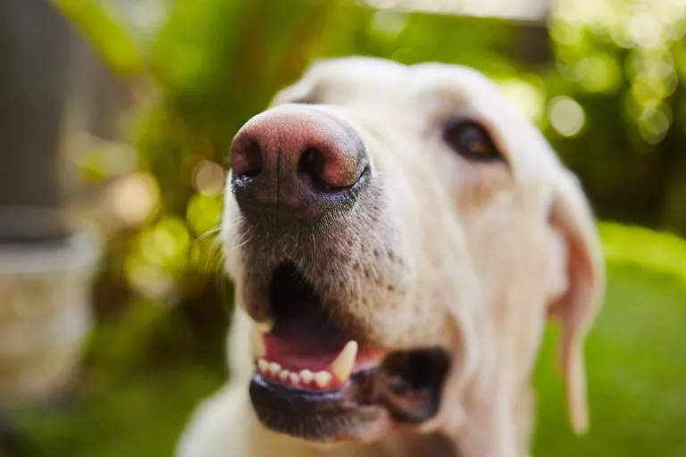 snute labrador