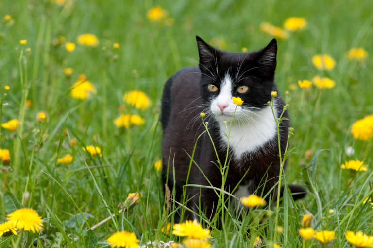 katt i en blomstereng katt i en blomstereng