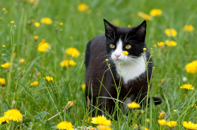 katt i en blomstereng