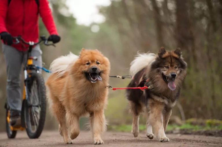 hunder som løper ved siden av sykkel