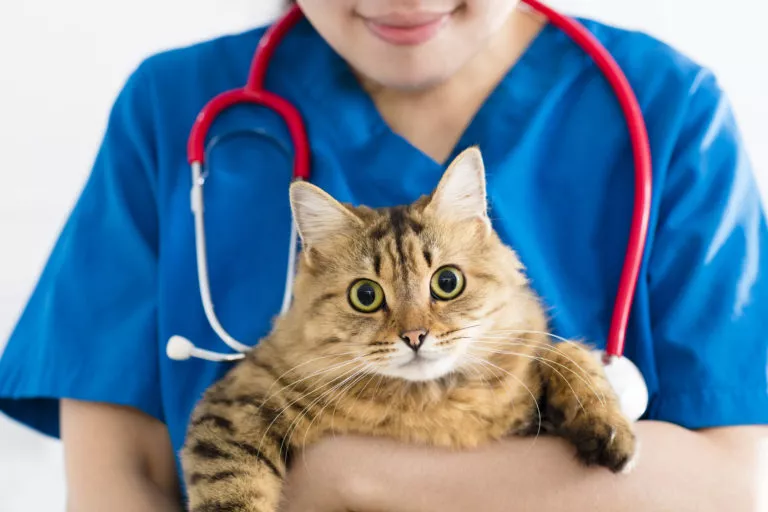 katt hos veterinær