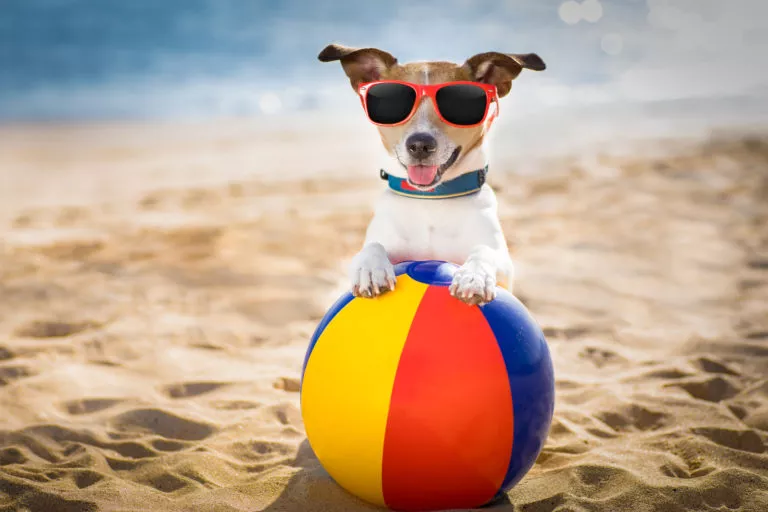 hund på stranden med badeball