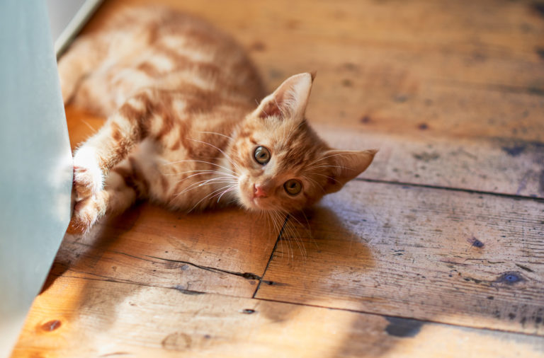 lekende katt lekende katt