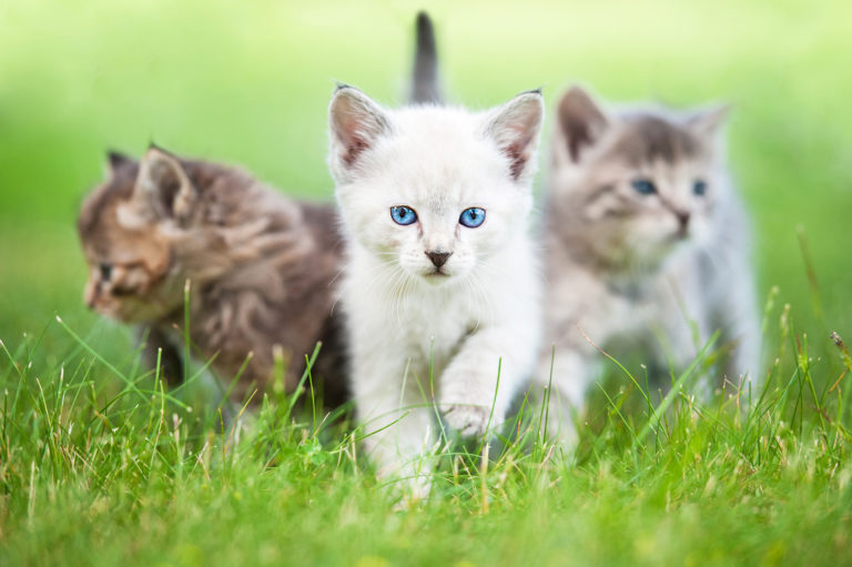 Tre små kattunger i gresset