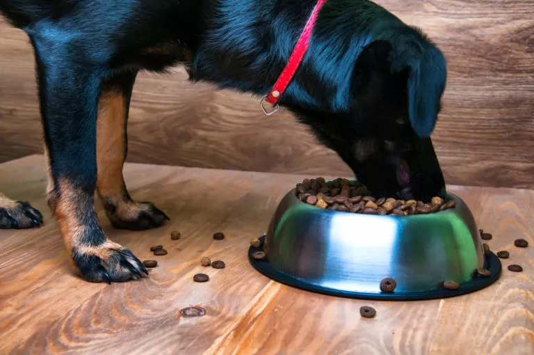 Hund som spiser fra en hundeskål