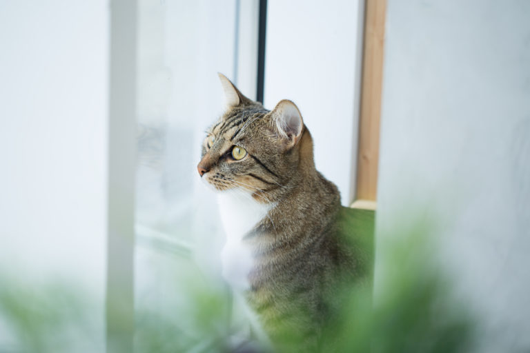 Ung katt mellom blomster Ung katt mellom blomster