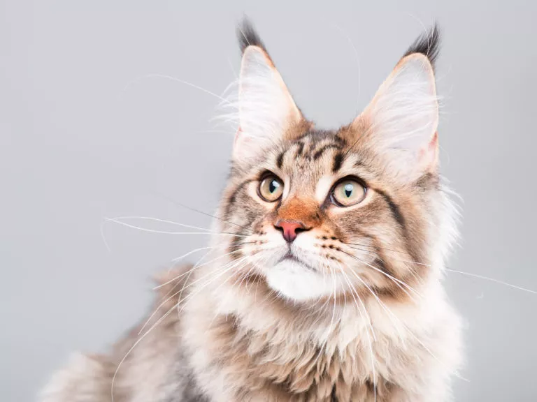 Maine Coon katt