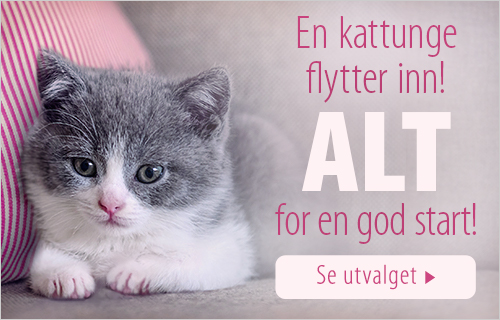 Kattunge - alt for en god start