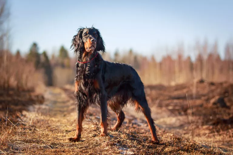 Gordon setter utendørs