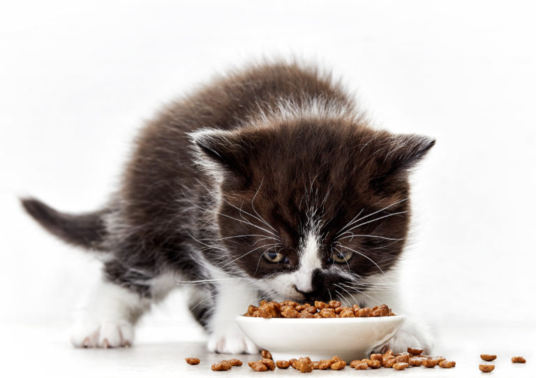 Kattunge som spiser kattemat Kattunge som spiser kattemat