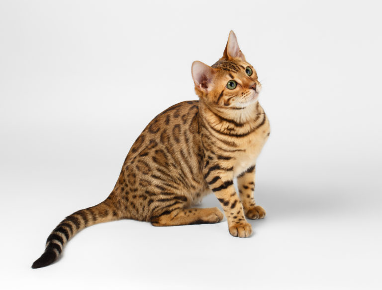 Bengalkatt Bengalkatt
