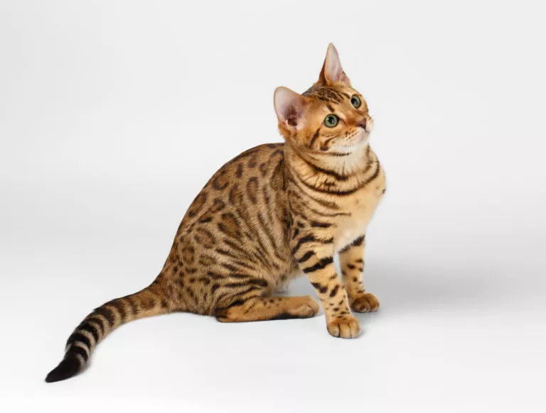 Bengalkatt