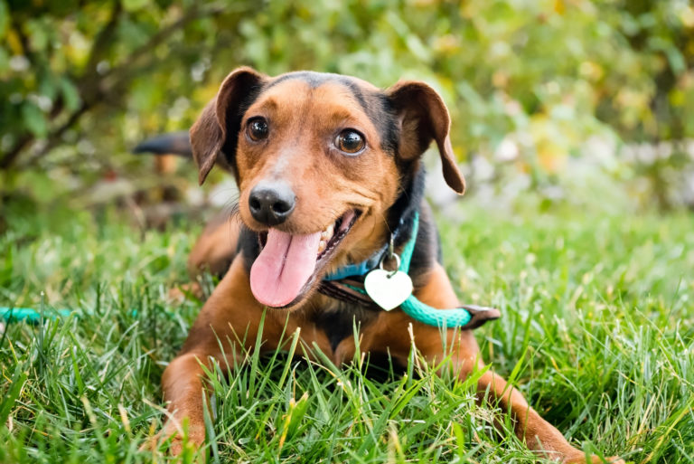 Lykkelig hund i gresset