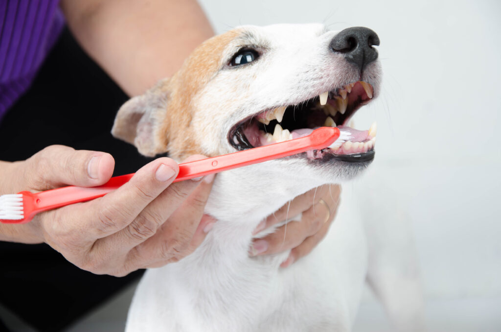 fjerne-tannstein-hos-hund Børste tenner hos hund