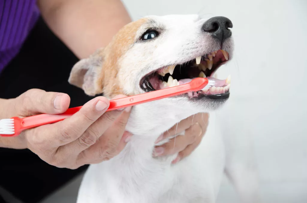 Børste tenner hos hund