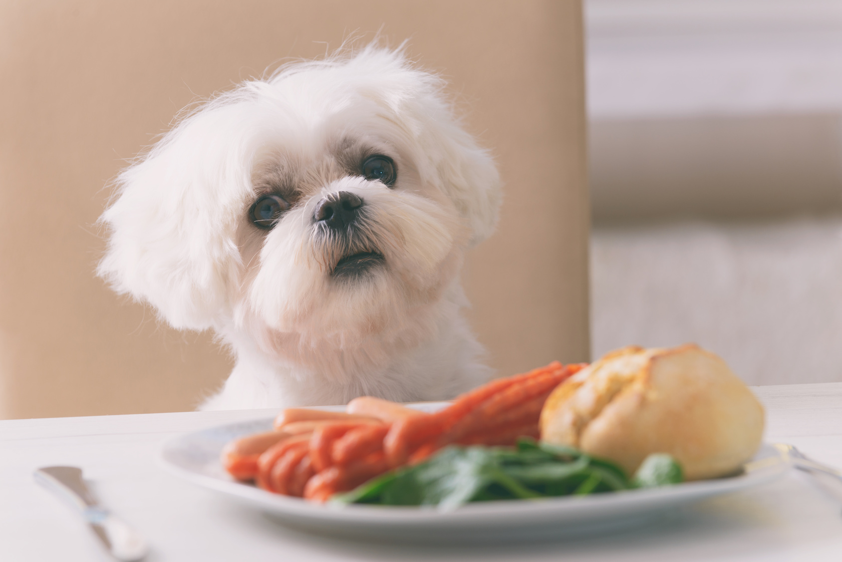Farlige matvarer for hunder | Alt om hundeernæring zooplus magasin