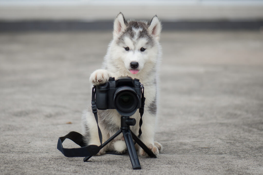 Søt huskyvalp som tar et bilde husky som tar et bilde