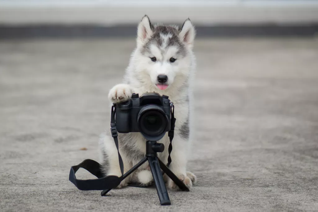 Søt huskyvalp som tar et bilde husky som tar et bilde