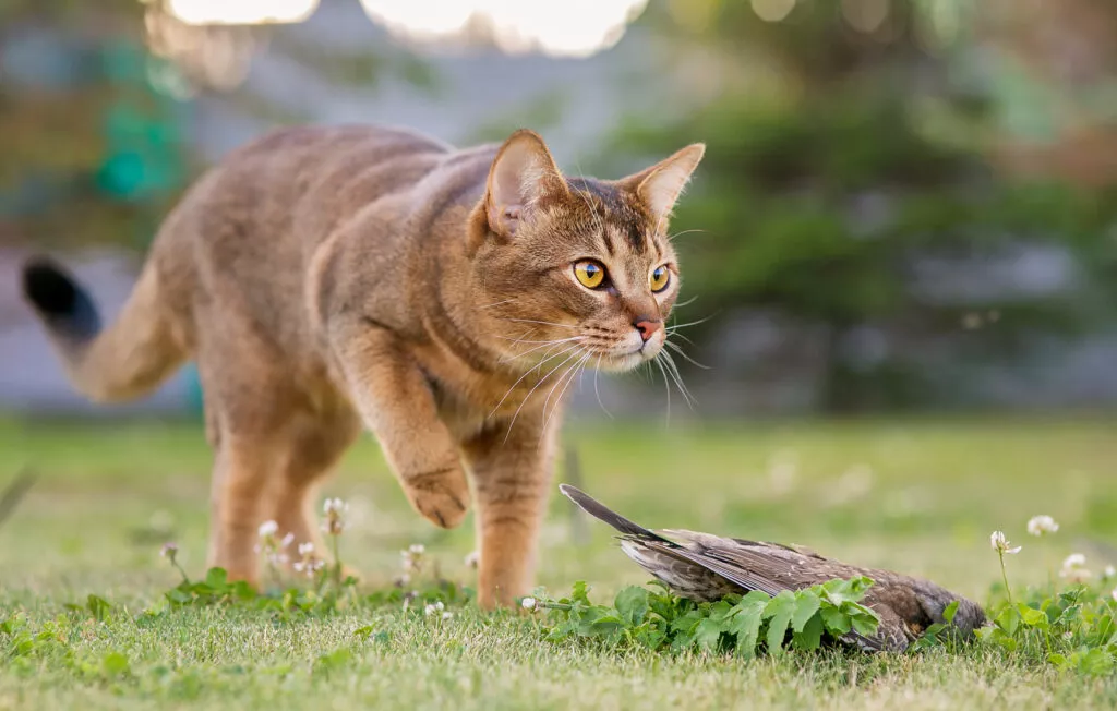 katt som jakter på fugl