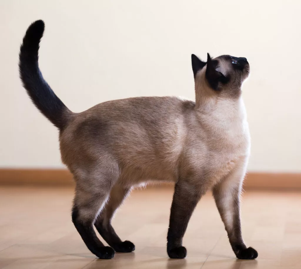lykkelig-katt lykkelig siameser