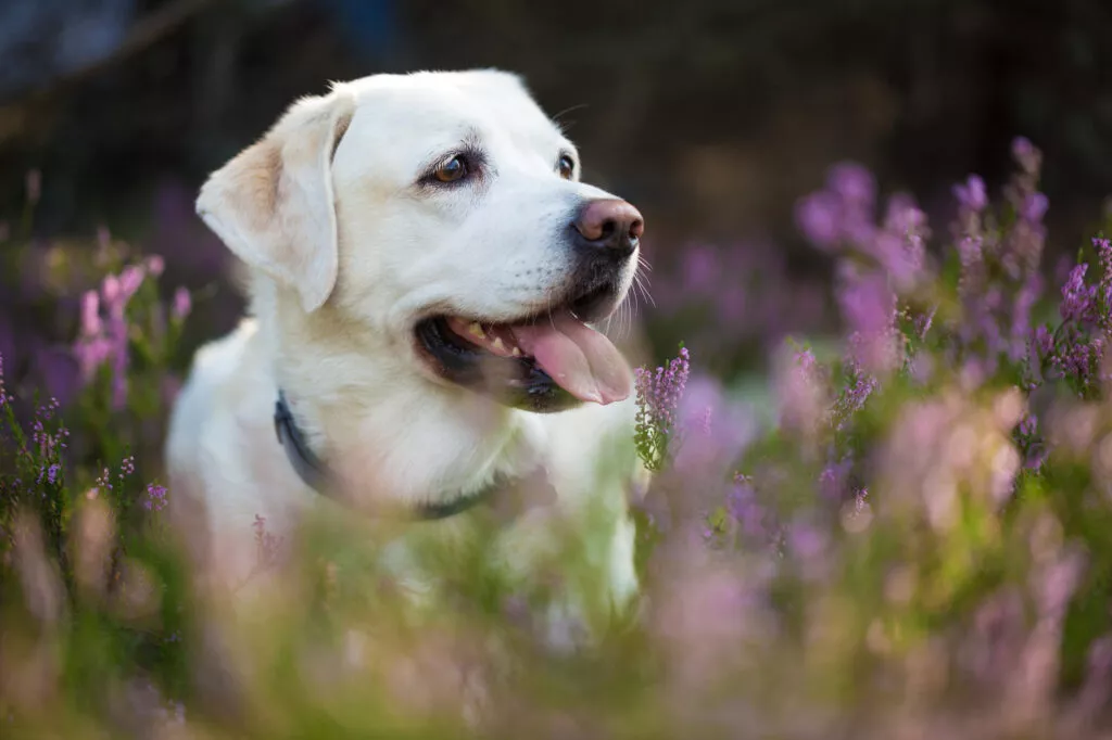Labrador i blomstereng