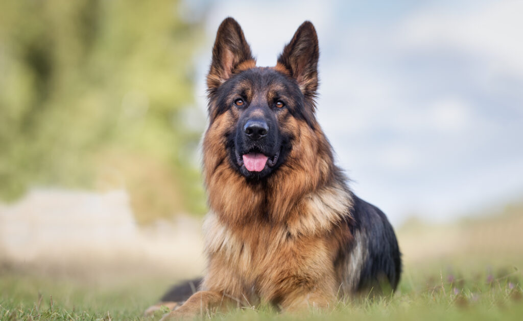 rasefôr-til-schäferhund schäferhund på gressplen