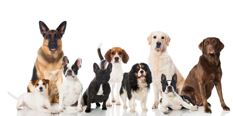 Rasehunder rasefôr til hund