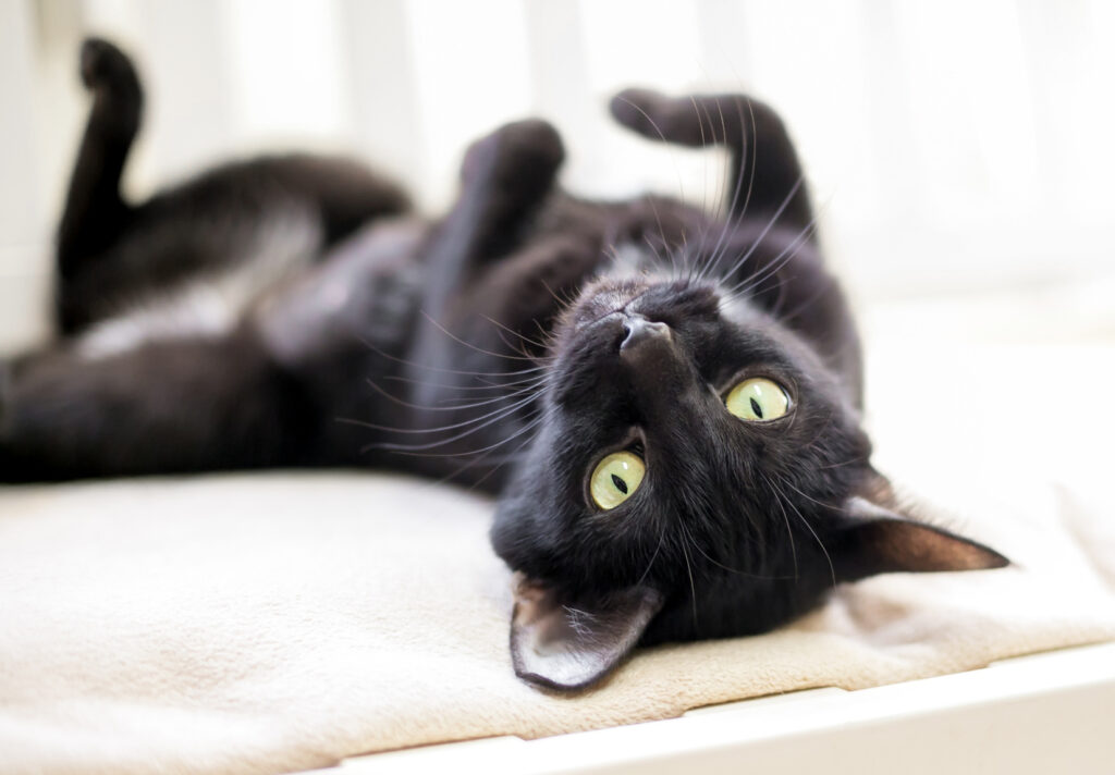 svart-katt-som-ligger-på-ryggen svart katt som ligger på ryggen