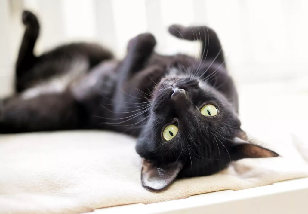 svart-katt-som-ligger-på-ryggen svart katt som ligger på ryggen