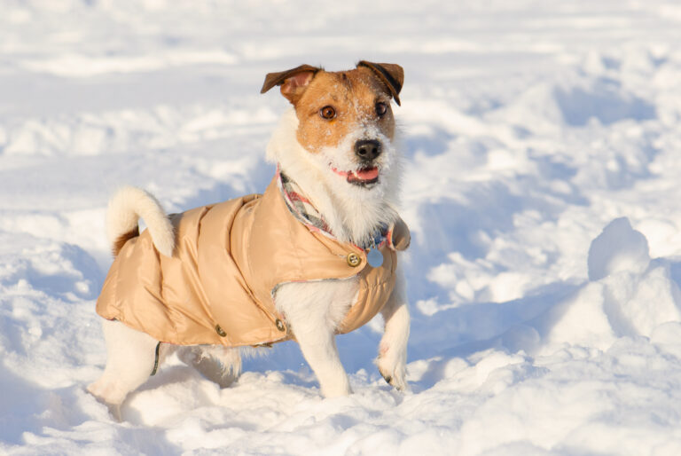 Jack Russel med hundeklær