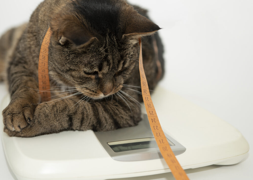 Tykk katt på vekt Katten for tykk