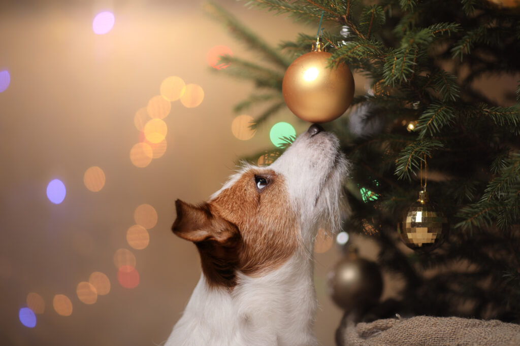 hund-og-juletre Hund som snuser på julekule