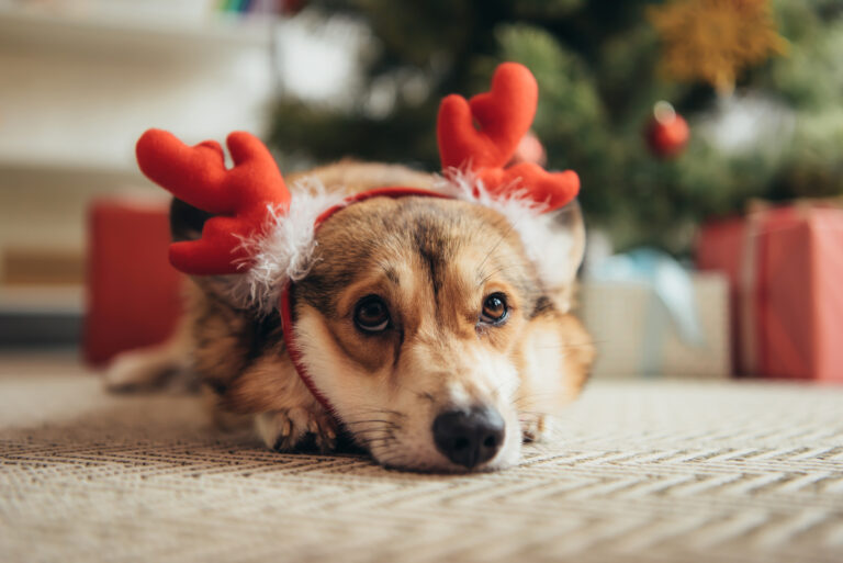 Hund med reinsdyrhorn under juletreet Hund under juletreet