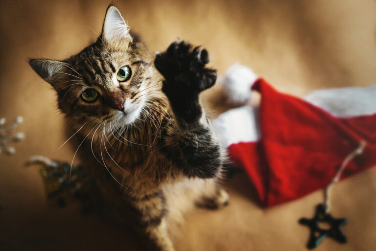 Jul med katt katt som leker med nisselue