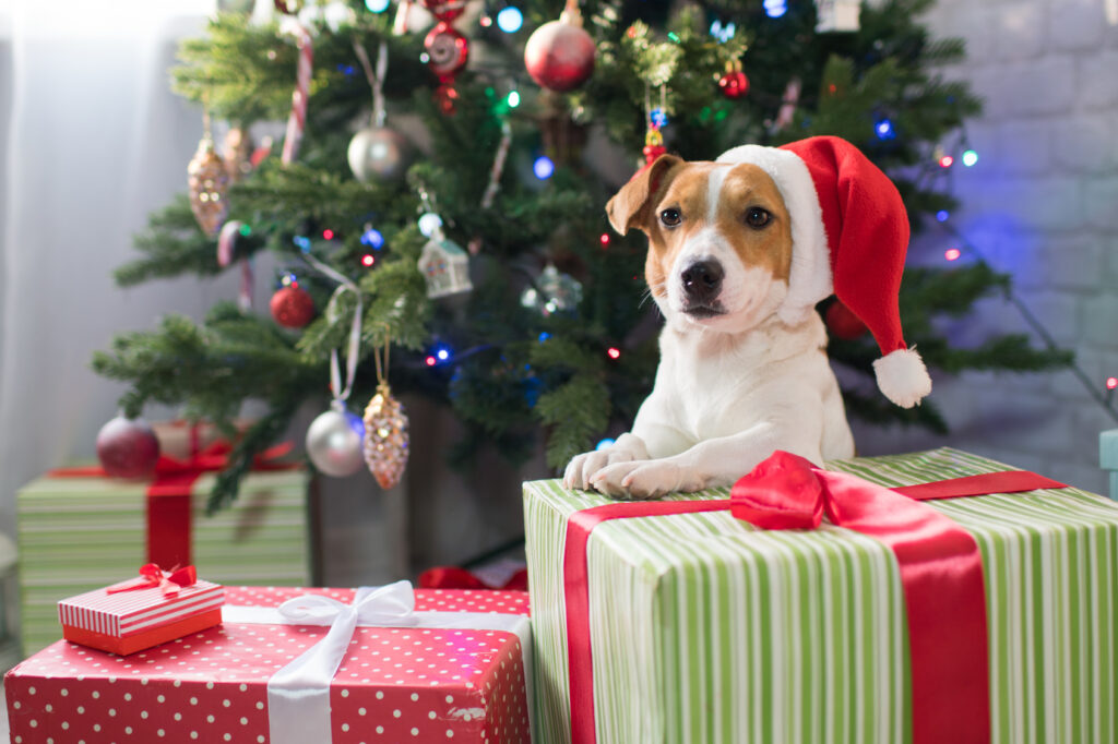Jack Russell under juletre Hund med nisselue og julegaver