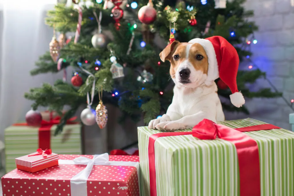 Hund med nisselue og julegaver